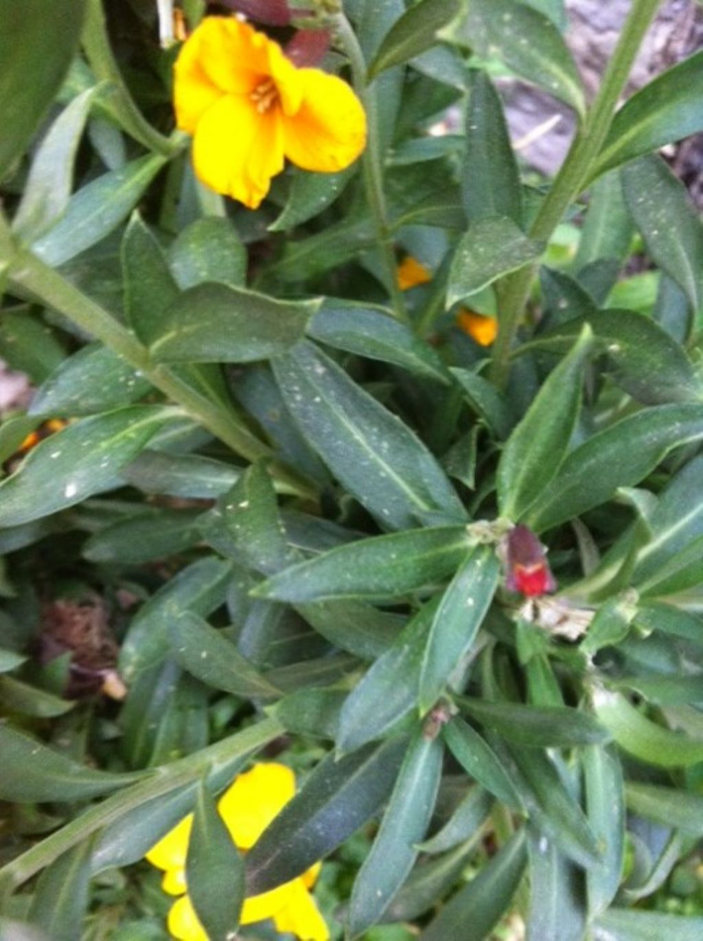 Erysimum cheiri (Brassicaceae)